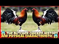 THE BUTCHER HISTORY AND PHYSICAL CHARACTERISTICS