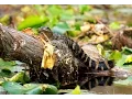 Gator Safety Tips for Kayaks and Canoes