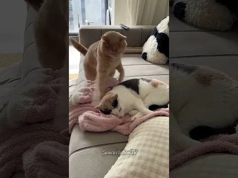 Coisas Secretas sobre os Gatos 🐱❤️