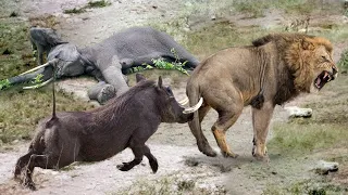 Elephant Of The God! Elephant Save Baby Warthog After Mother Warthog Tossing Lion To The Air Failed