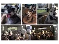 K H Bucket Booster Pet Seat Small - Dog Car Seat REVIEW