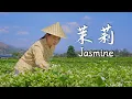 Download Lagu Jasmine-The scent of jasmine is the finest fragrance in the world.【滇西小哥】