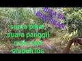 Download Lagu Suara pikat ruak ruak paling ampuh#pikatruakruak