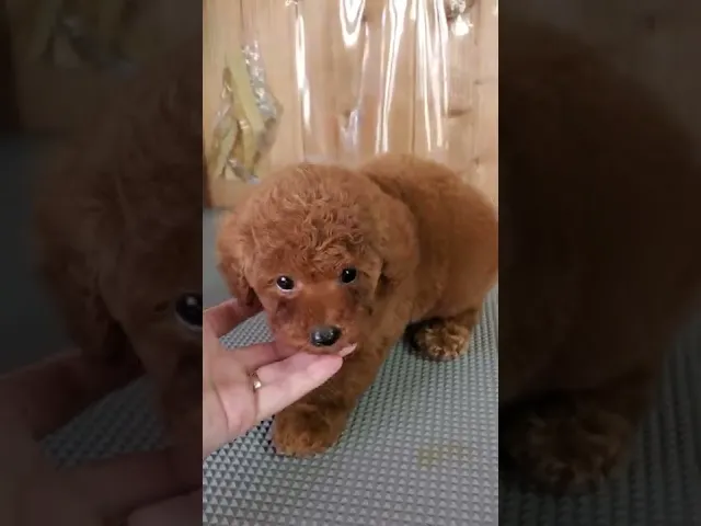動画