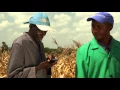 Part 4 of 4 Collecting data from Maize Trials
