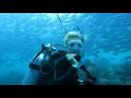 Under The Sea