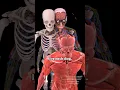 Download Lagu Semua Sistem Tubuh Manusia | Anatomi Pria ♂️✨