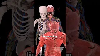 جميع أجهزة جسم الإنسان تشريح الذكور 