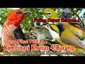 Download Lagu SUARA PIKAT TERBAIK,‼️ BURUNG KEMADE. SOGON. MANTENAN. PLECI. TERBARU..