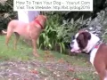 At What Age Do Dogs Start Barking