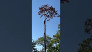 And Now for Something Completely Different #shorts