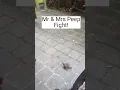 Download Lagu Mr \u0026 Mrs Peep fighting or playing?! 9th February 2024. #birds #animal #winter #howto #shorts #uk