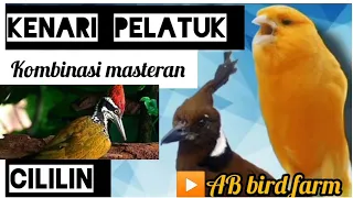 Download Pelatuk Bawang Vs Cililin Vs Kenari || Kombinasi Masteran Sempurna MP3