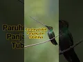Download Lagu Kolibri Paruh Pedang, Burung yang memiliki paruh lebih panjang dari Tubuhnya. #kolibri #paruhpedang