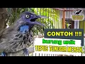 Lagu CONTOH !!! BURUNG tepus tunggir merah gacor yang unik MENJADI INCARAN PARA KICAUMANIA