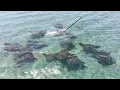 Download Lagu MENOMBAK RATUSAN IKAN MONSTER SESUAI PESANAN WARNA DESA