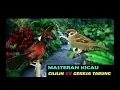 Download Lagu SUARA Burung Cililin VS Burung Gereja Tarung