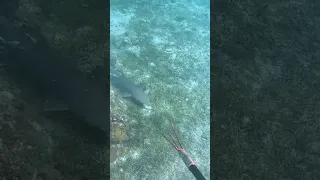 My Son Had To Retrieve His Spear… While Sharks Circled 😳🦈