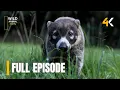 Lagu Tropical Eden - [ Full Episode ] | All Animals Documentaries |