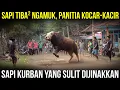 Download Lagu PANITIA KURBAN SAMPAI DISERUDUK? Momen Menegangkan Sapi Kurban Ngamuk dan Kabur
