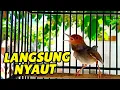 Lagu JOSS !!! MASTERAN PRENJAK KEPALA MERAH GACOR SUARA NGALUN ENAK COCOK UNTUK PIKAT/PANCINGAN