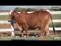 Ababe Plus the balanced feed from ADM at Rancho Par de Ases