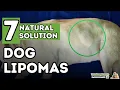 Download Lagu Dog Fatty Tumors: How to Tell and Treat Lipomas At Home