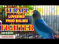 Download Lagu LOVEBIRD PAUD FIGHTER Lanjut Ngekek Panjang || cocok buat Pancingan Lovebird Paud apa saja.