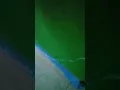 Lagi enak enak di cabut .