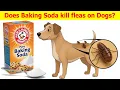 I Tried Baking Soda to Kill Fleas What Happened BLEW My Mind