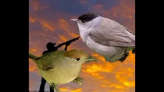 صوت عصفور التين للصيد نص ساعة دندنها