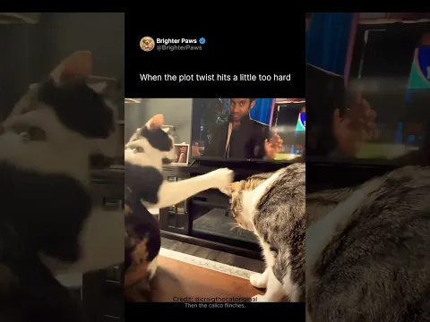 When the plot twist hits a little too hard 🐈