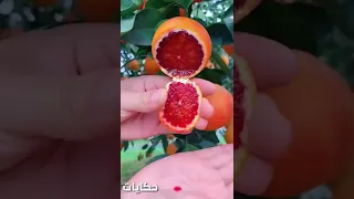 برتقال ينزل سائل احمر 