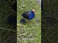 Download Lagu #birds Burung Mandar Biru bersama anaknya