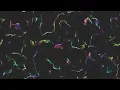 generative vector field flow particles 2d