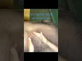 Eucalyptus body oil massage for a back massage in a male client