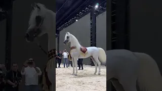 خيل عربي اصيل بطل بطولات دندنها