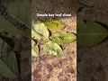 Download Lagu Easy bay leaf ritual! #bayleaf #rituals #spiritality #healing