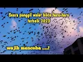 Download Lagu suara panggil walet bikin huru-hara terbaik 2023, wajib mencoba