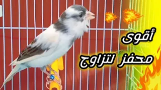 تغريد كناري هائج لتدريب وتهييج الكناري 
