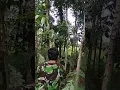 Download Lagu pikat sirpu pakai mp3 . ampuh