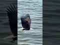 Download Lagu This bald eagle makes fishing looks so easy 👀🐟🦅 #baldeagle #animalsareawesome #fishing #pnwlove