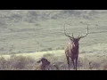 New Mexico GMU Unit 37 Hunting Information