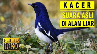 Download SUARA ASLI BURUNG KACER GACOR BUAT PANCINGAN DAN PIKATAN MP3 DI ALAM LIAR MP3