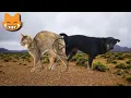 Dog Cat Meeting Friendship Fighting