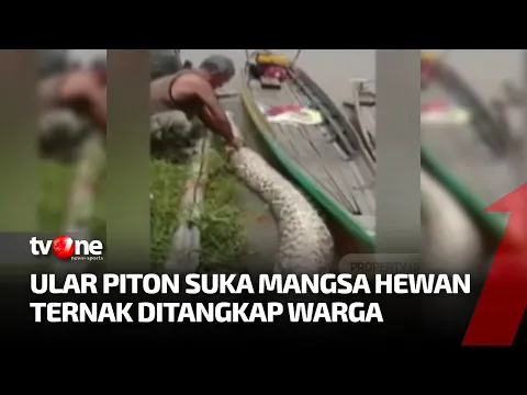 Warga Musi Banyuasin Tangkap Ular Piton Raksasa Pemangsa Ternak