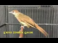 Download Lagu Suara Burung Kapas Tembak Suara Jernih | Cocok Untuk Masteran