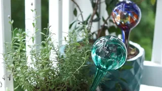 Watering globes for outdoor house plants - Do they work How to use them