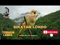 Download Lagu Masteran Sikatan Londo, satu jalur tembakan. + jeda dan terapi air.