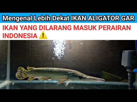 Download MP3 MENGENAL LEBIH DEKAT IKAN ALIGATOR GAR IKAN PREDATOR MIRIP BUAYA